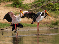 Yellow-billed Stork / Afrikaanse Nimmerzat - Rufiji River, Nyerere National Park