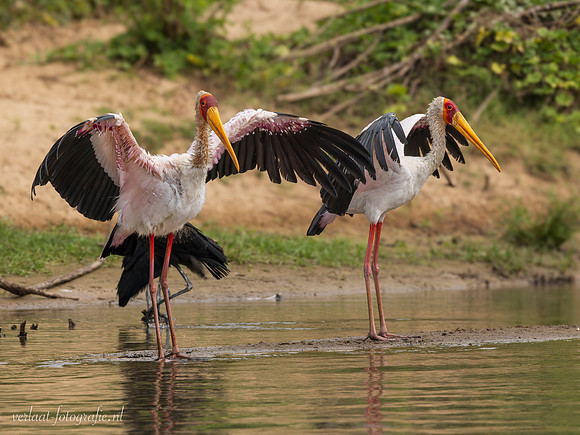 Yellow-billed Stork / Afrikaanse Nimmerzat - Rufiji River, Nyerere National Park