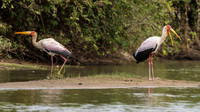 Yellow-billed Stork / Afrikaanse Nimmerzat - Rufiji River, Nyerere National Park