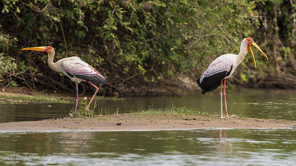 Yellow-billed Stork / Afrikaanse Nimmerzat - Rufiji River, Nyerere National Park