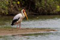 Yellow-billed Stork / Afrikaanse Nimmerzat
