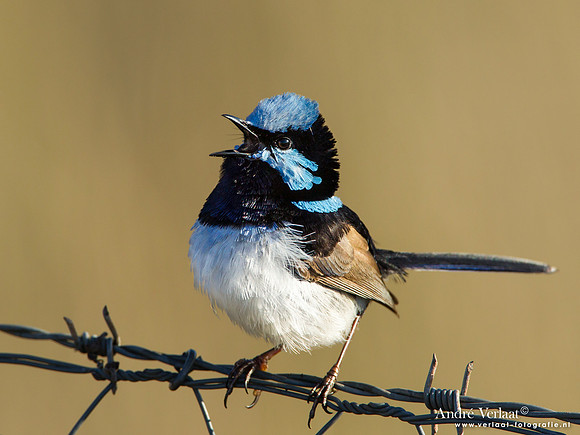 Ornaatelfje / Superb Fairy-wren - Highfields