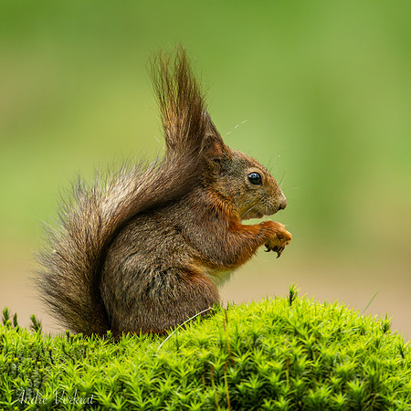 Eekhoorn / Red Squirrel - Oss