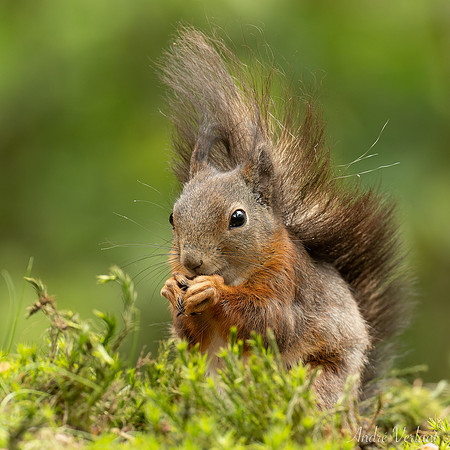 Eekhoorn / Red Squirrel - Oss