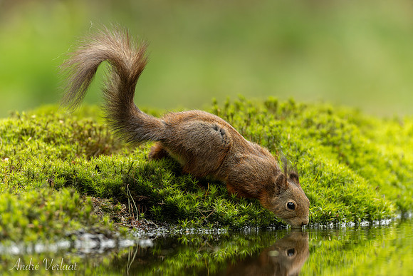 Eekhoorn / Red Squirrel - Oss