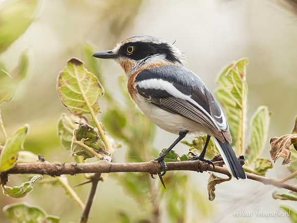 East Coast Batis / Acaciavliegenvanger - Nyerere National Park