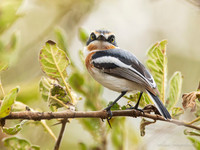 East Coast Batis / Acaciavliegenvanger