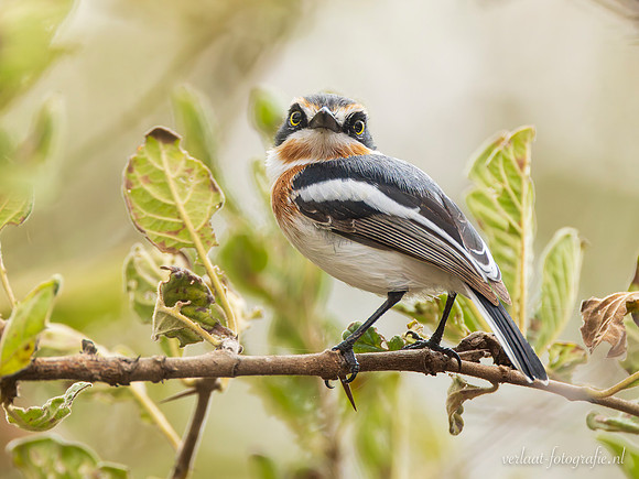 East Coast Batis / Acaciavliegenvanger - Nyerere National Park