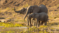 Elephant / Olifant - Mikumi National Park