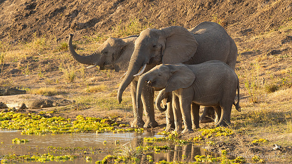 Elephant / Olifant - Mikumi National Park