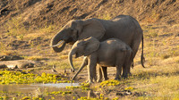 Elephant / Olifant - Mikumi National Park