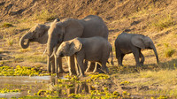 Elephant / Olifant - Mikumi National Park