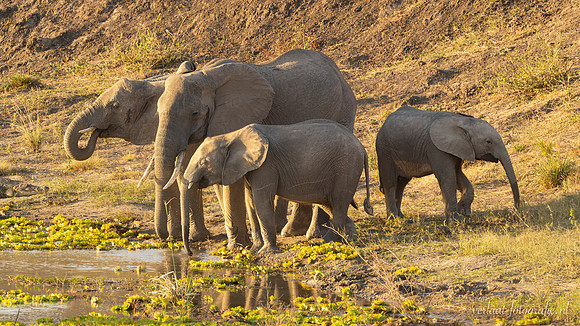 Elephant / Olifant - Mikumi National Park