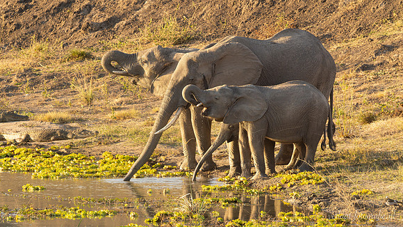 Elephant / Olifant - Mikumi National Park