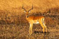 Impala / Impala - Mikumi National Park