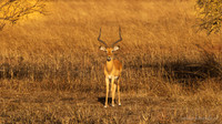 Impala / Impala - Mikumi National Park