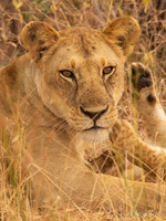 Lion / Leeuw - Mikumi National Park
