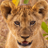 Lion / Leeuw
