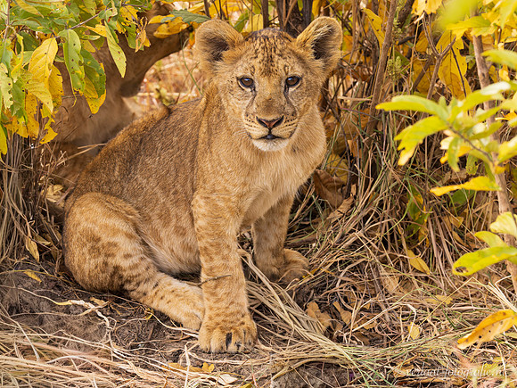 Lion / Leeuw - Mikumi National Park