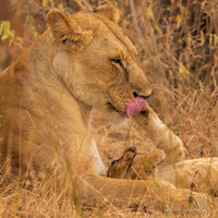 Lion / Leeuw - Mikumi National Park