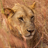 Lion / Leeuw - Mikumi National Park