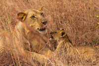 Lion / Leeuw - Mikumi National Park