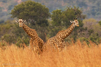 Masai Giraffe / Masaigiraffe - Mikumi National Park
