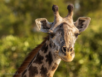 Masai Giraffe / Masaigiraffe - Mikumi National Park