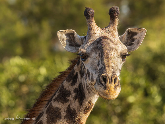 Masai Giraffe / Masaigiraffe - Mikumi National Park