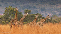 Masai Giraffe / Masaigiraffe - Mikumi National Park