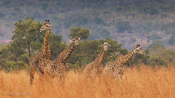Masai Giraffe / Masaigiraffe - Mikumi National Park