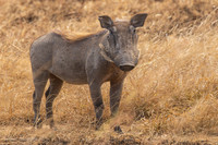 Warthog / Knobbelzwijn - Mikumi National Park