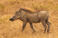 Warthog / Knobbelzwijn - Mikumi National Park