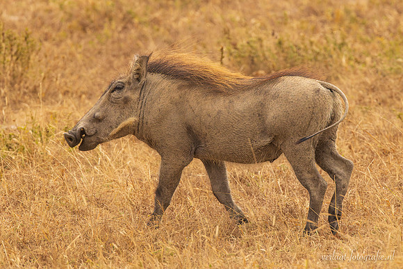 Warthog / Knobbelzwijn - Mikumi National Park
