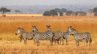 Masai Giraffe / Masaigiraffe - Mikumi National Park