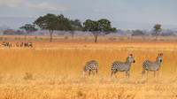 Masai Giraffe / Masaigiraffe - Mikumi National Park