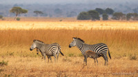 Masai Giraffe / Masaigiraffe - Mikumi National Park