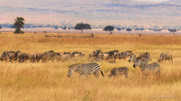 Zebra / Zebra