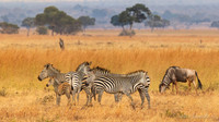 Masai Giraffe / Masaigiraffe - Mikumi National Park