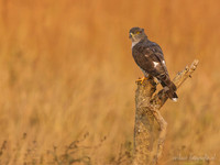 African Cuckoo Hawk / Afrikaanse Koekoekswouw - Mikumi National Park