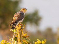 African Cuckoo Hawk / Afrikaanse Koekoekswouw