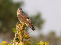 African Cuckoo Hawk / Afrikaanse Koekoekswouw - Mikumi National Park