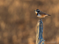 Capped Wheatear / Aardtapuit - Mikumi National Park