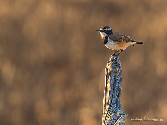 Capped Wheatear / Aardtapuit - Mikumi National Park