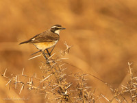 Capped Wheatear / Aardtapuit