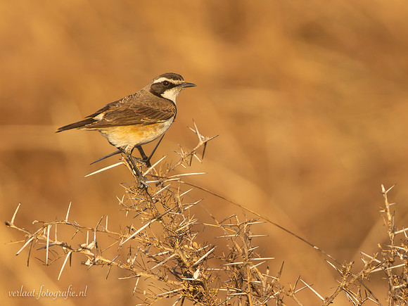 Capped Wheatear / Aardtapuit - Mikumi National Park