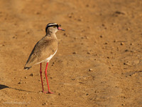 Crowned Lapwing / Diadeemkievit - Mikumi National Park