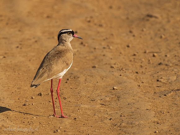 Crowned Lapwing / Diadeemkievit - Mikumi National Park