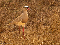 Crowned Lapwing / Diadeemkievit