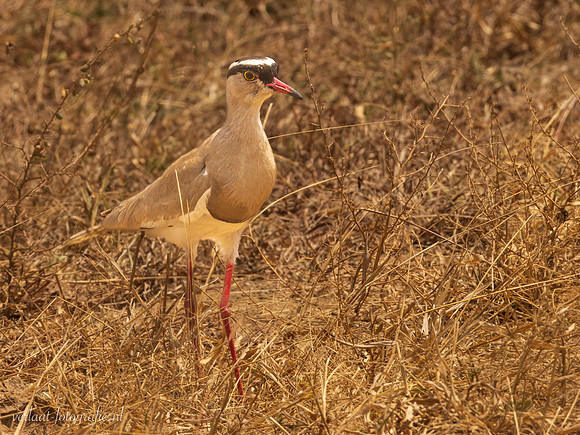 Crowned Lapwing / Diadeemkievit - Mikumi National Park